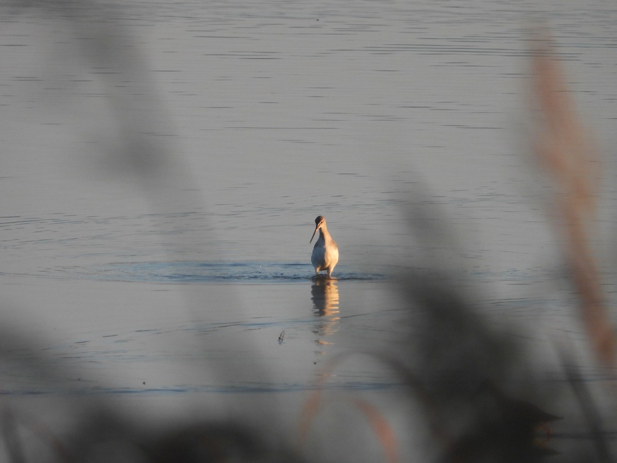 Spotted Redshank - ML624029041