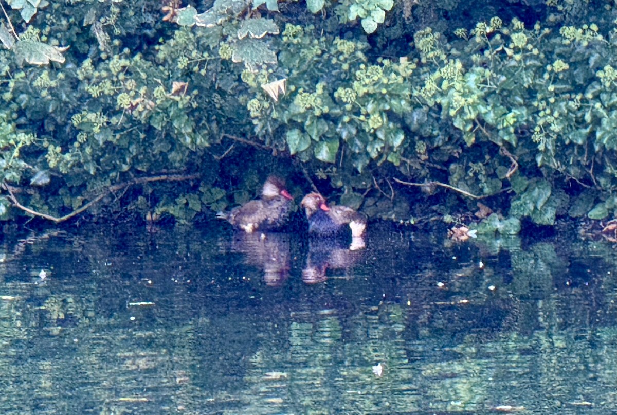 Red-crested Pochard - ML624029042