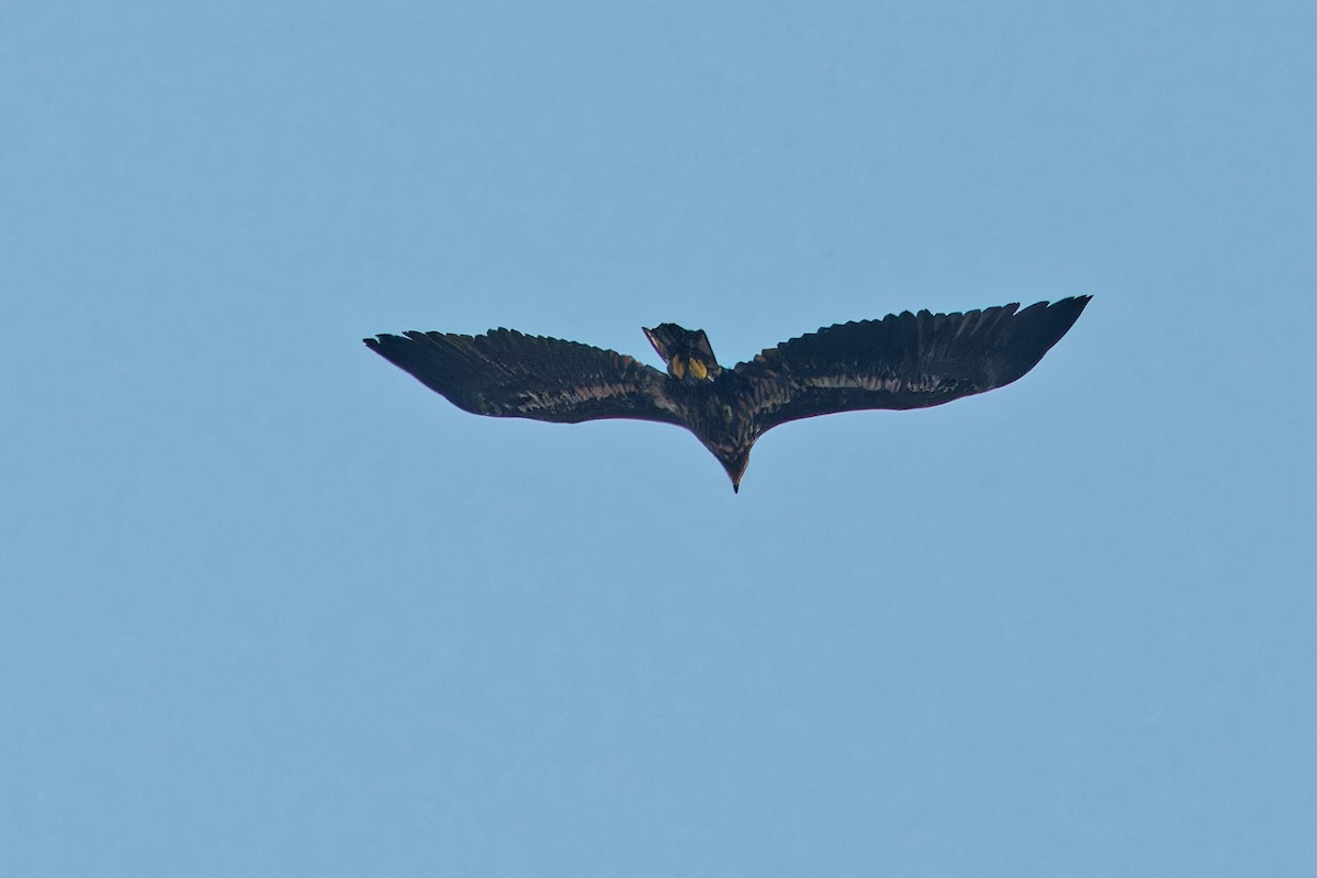 White-tailed Eagle - leon berthou