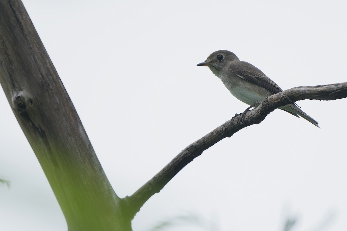 Asian Brown Flycatcher (Northern) - ML624029052