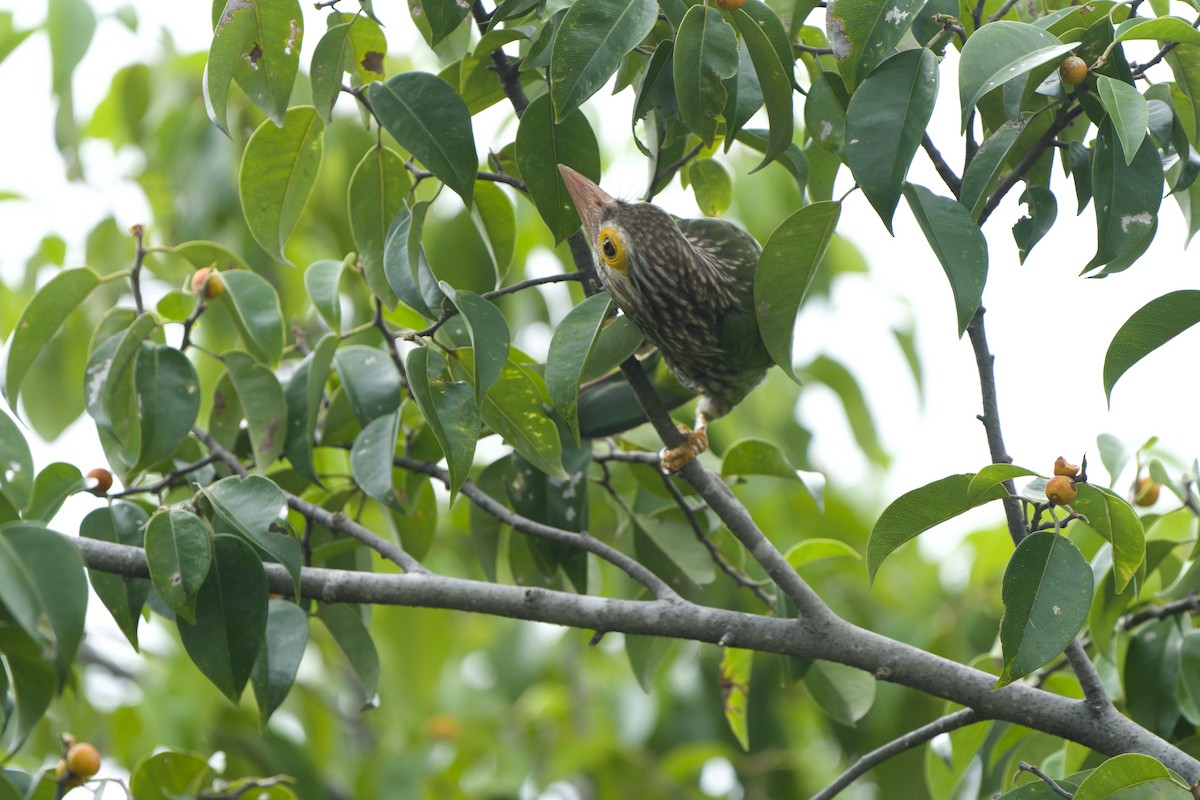 Lineated Barbet - Sam Hambly