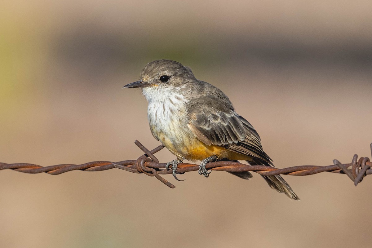 Vermilion Flycatcher - ML624029058