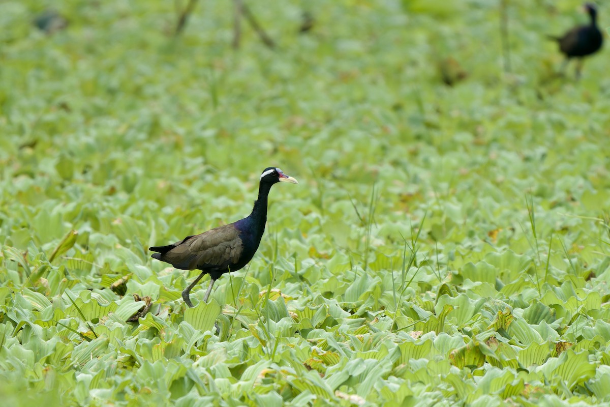 Bronze-winged Jacana - ML624029059