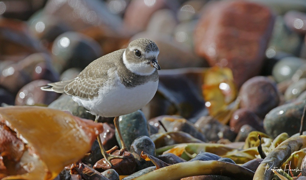 Semipalmated Plover - ML624029060