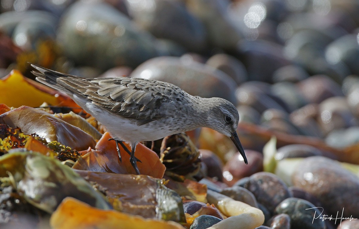 White-rumped Sandpiper - ML624029062