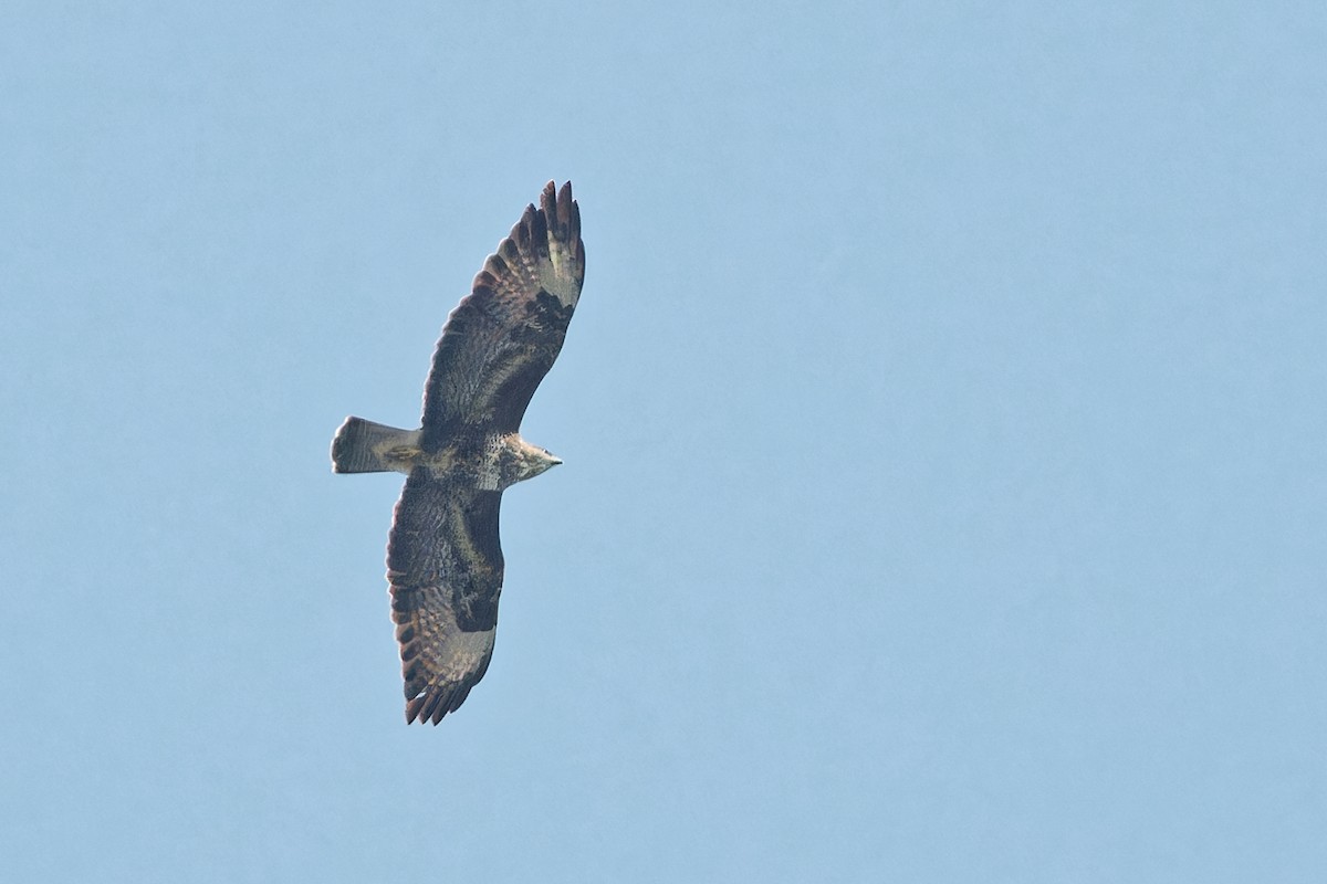 Common Buzzard - ML624029064