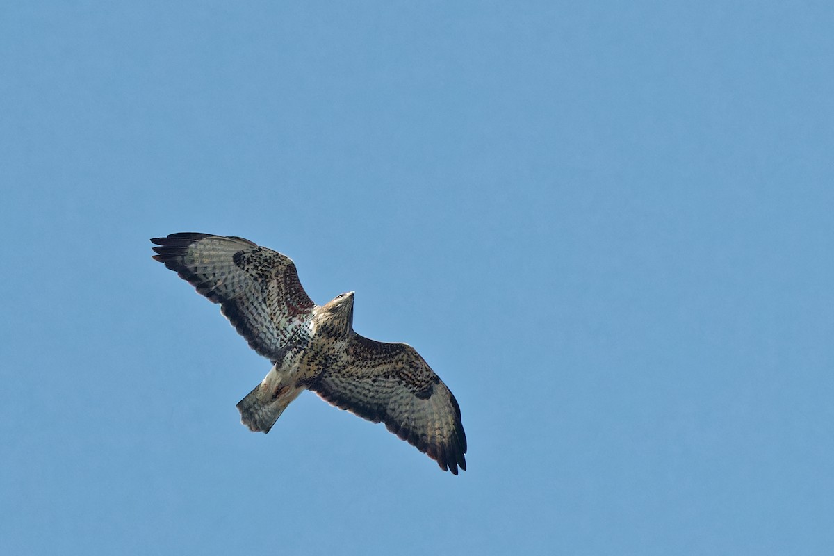 Common Buzzard - leon berthou