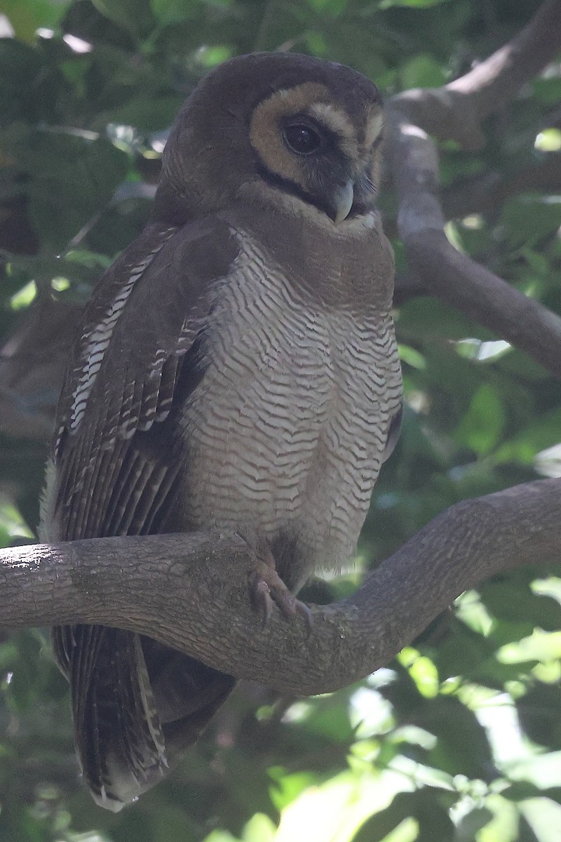 Brown Wood-Owl - ML624029069