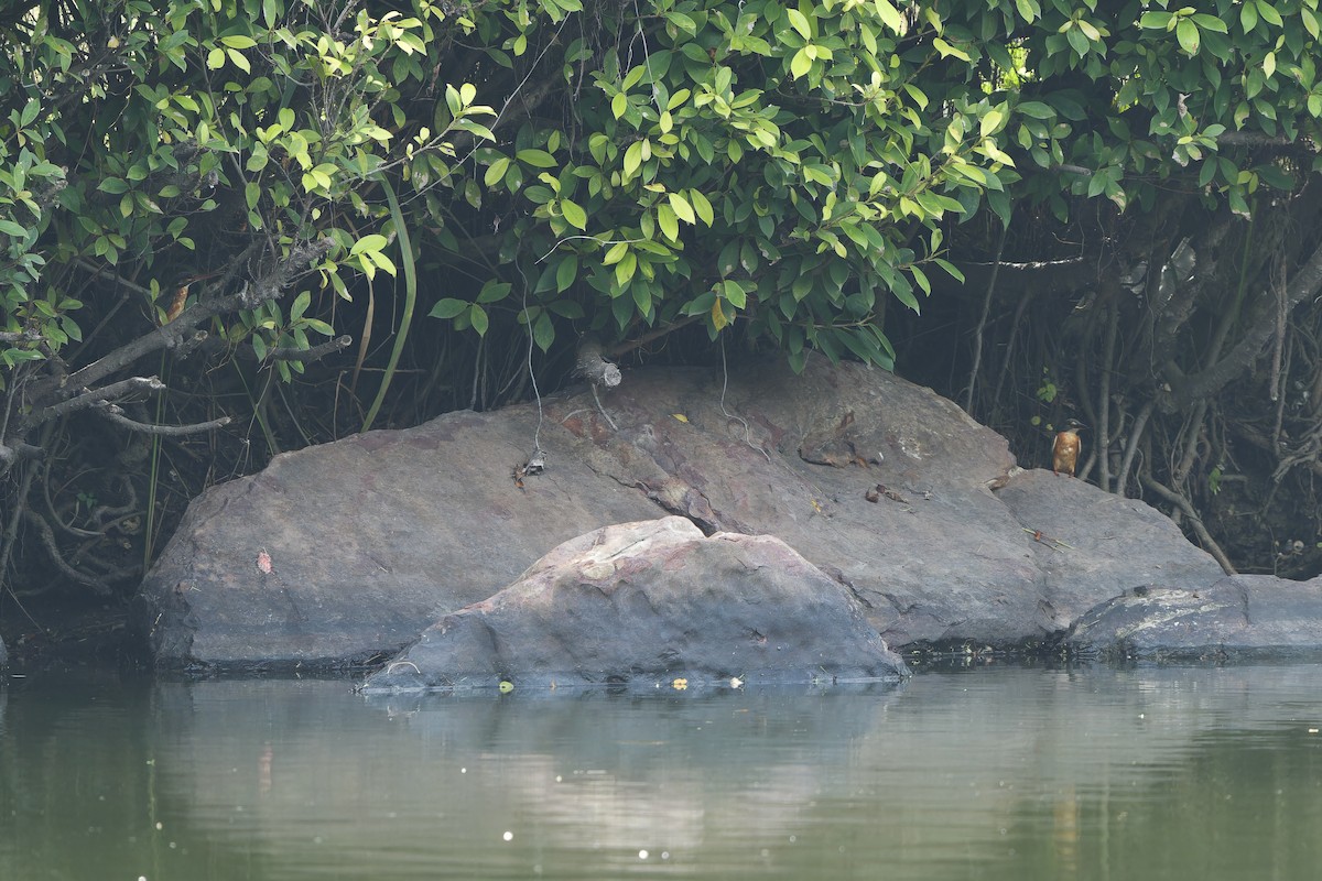 Common Kingfisher (Common) - ML624029071