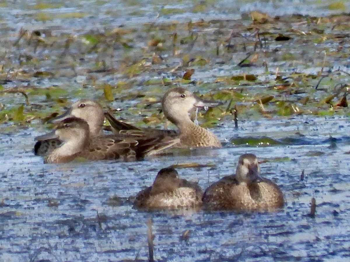 Blue-winged Teal - ML624029073