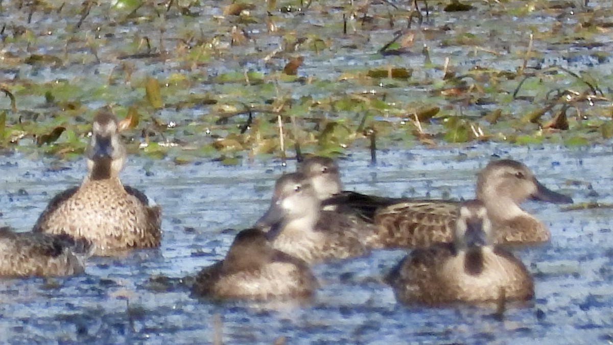 Blue-winged Teal - ML624029076