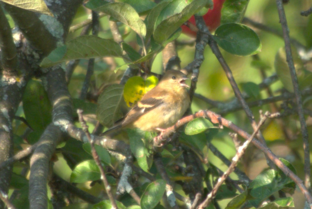 American Goldfinch - ML624029077