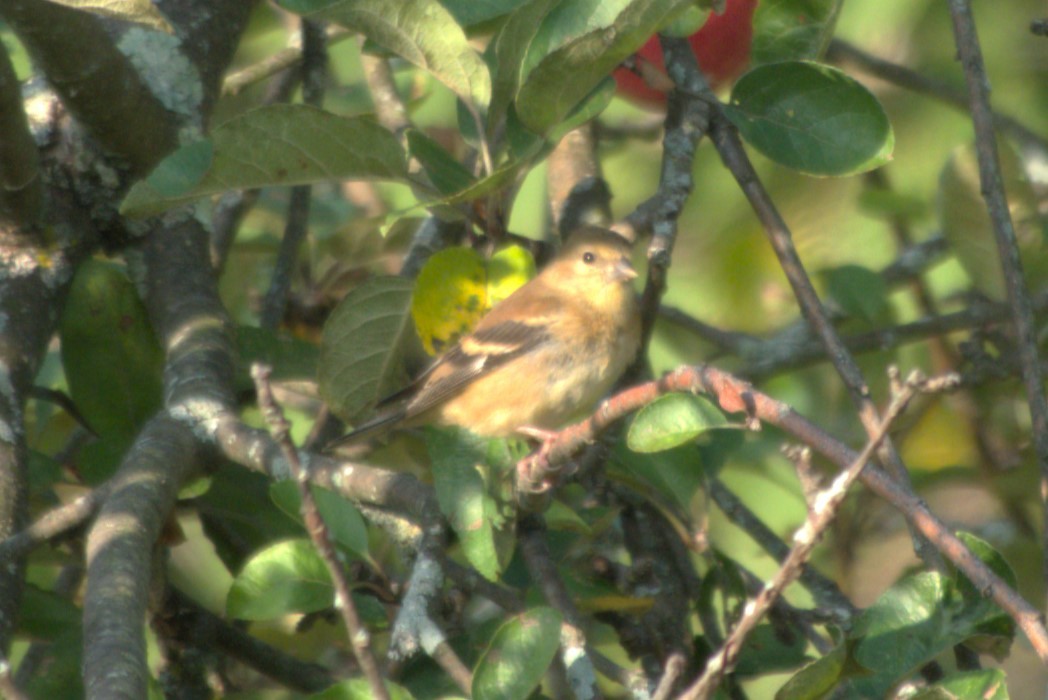 American Goldfinch - ML624029078