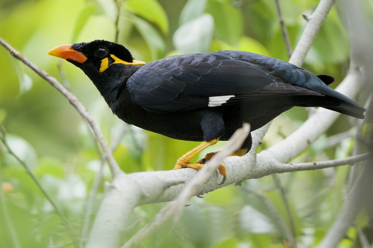 Common Hill Myna - ML624029081