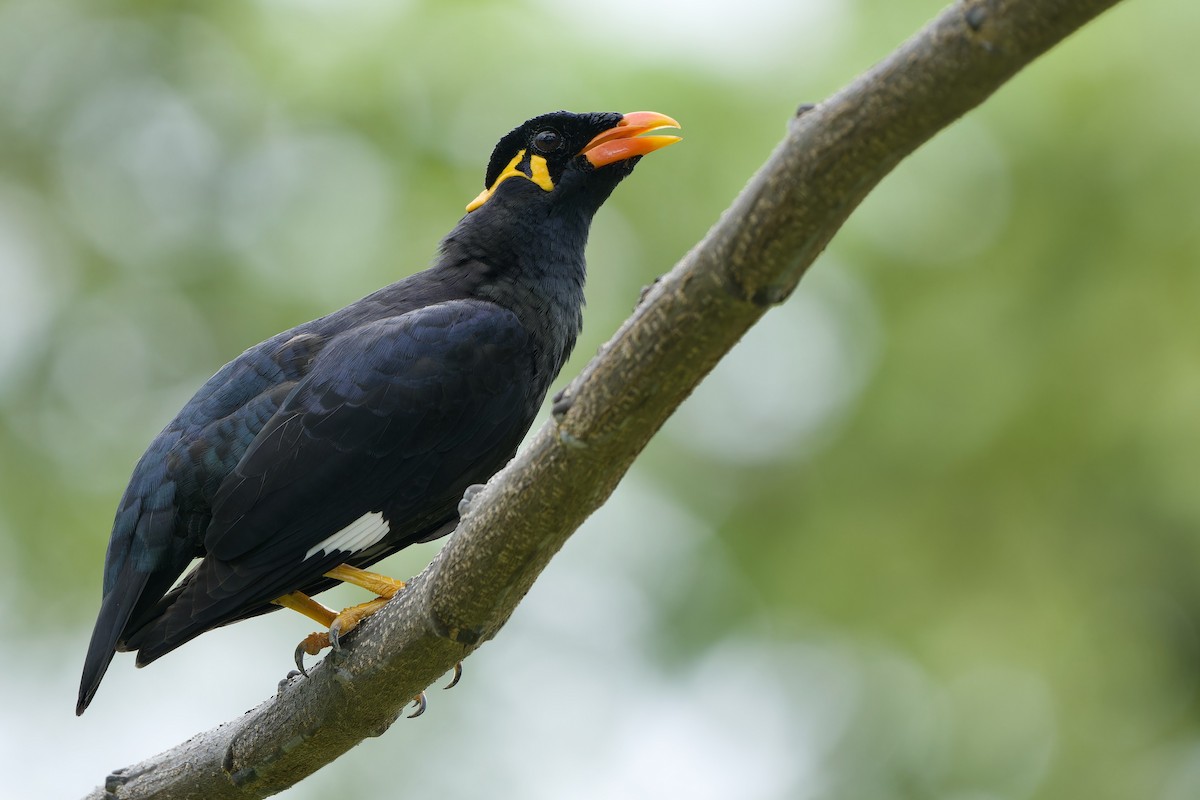 Common Hill Myna - ML624029082