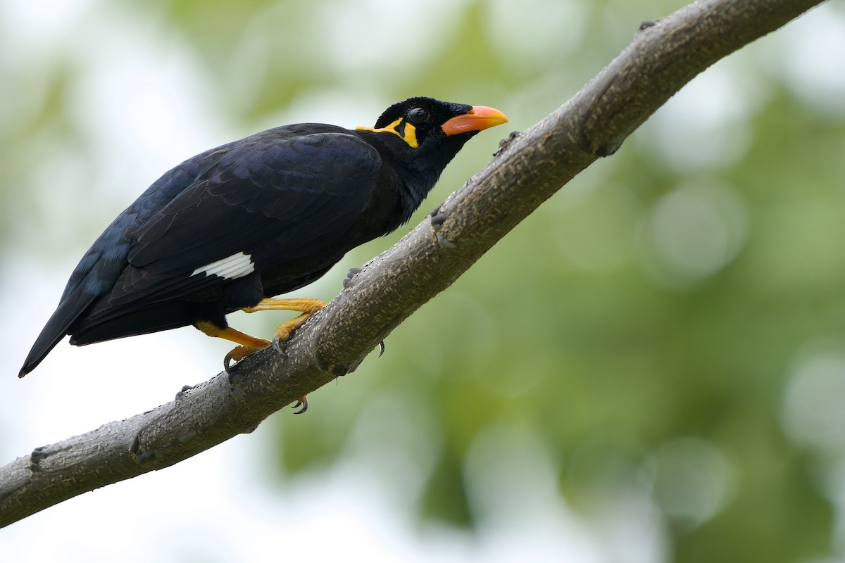 Common Hill Myna - ML624029083