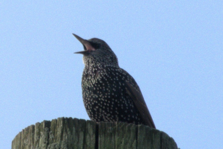 European Starling - Julie Perry