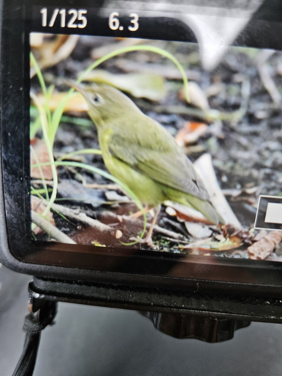 Connecticut Warbler - Sundar Laks