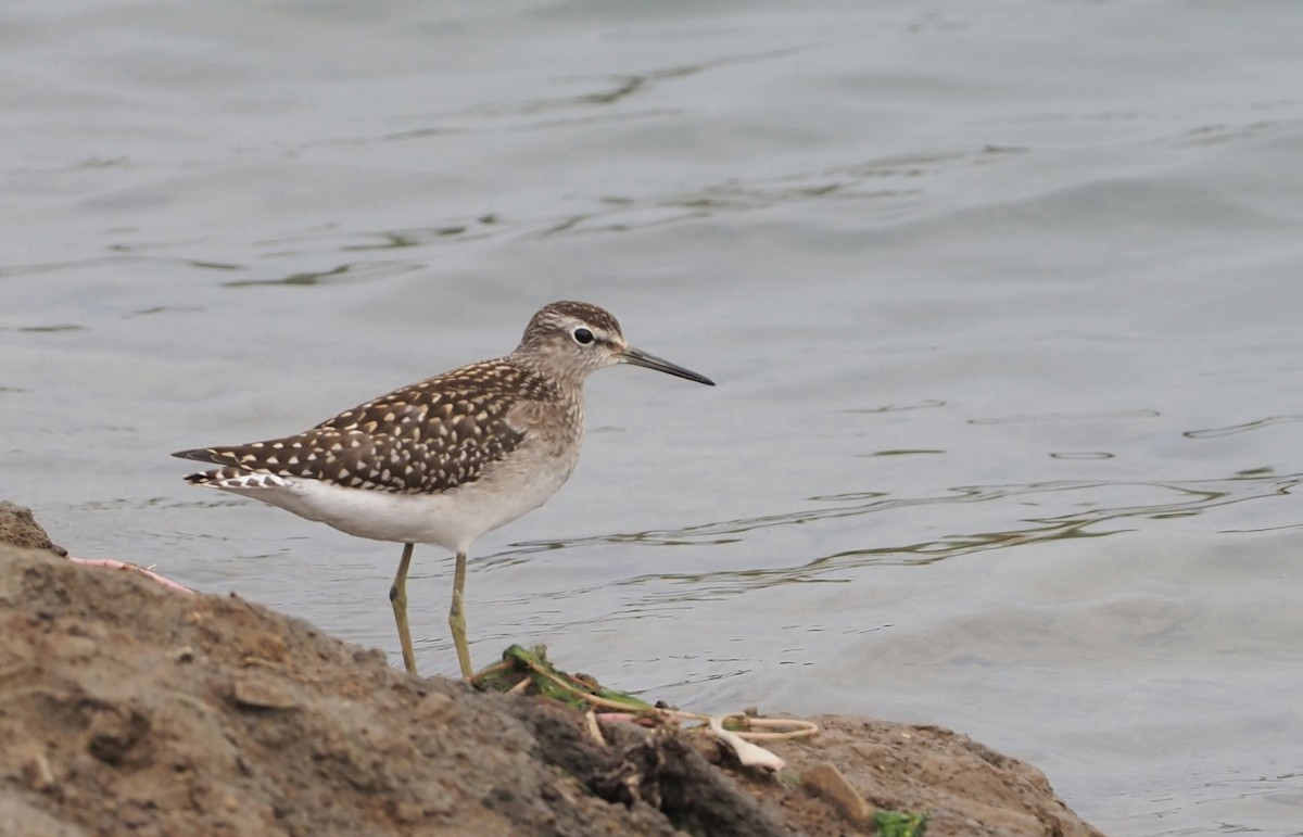 Wood Sandpiper - ML624029090