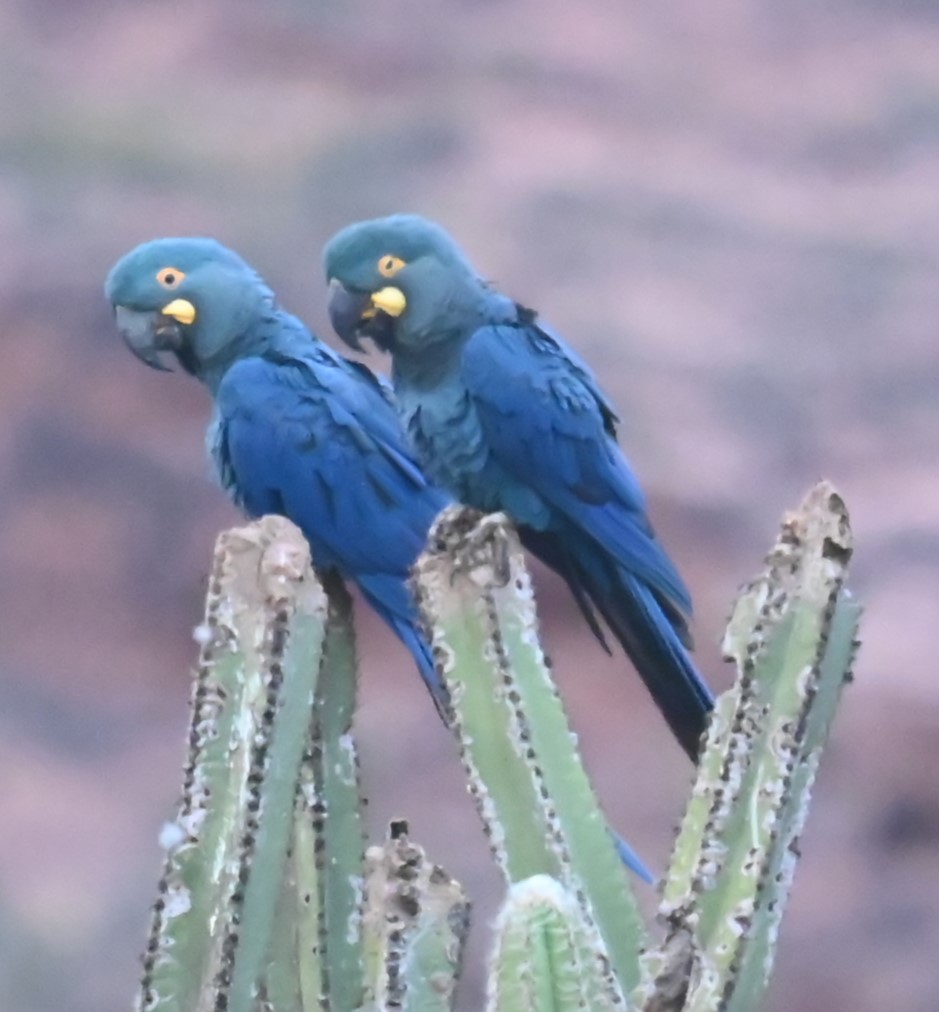 Indigo Macaw - ML624029097