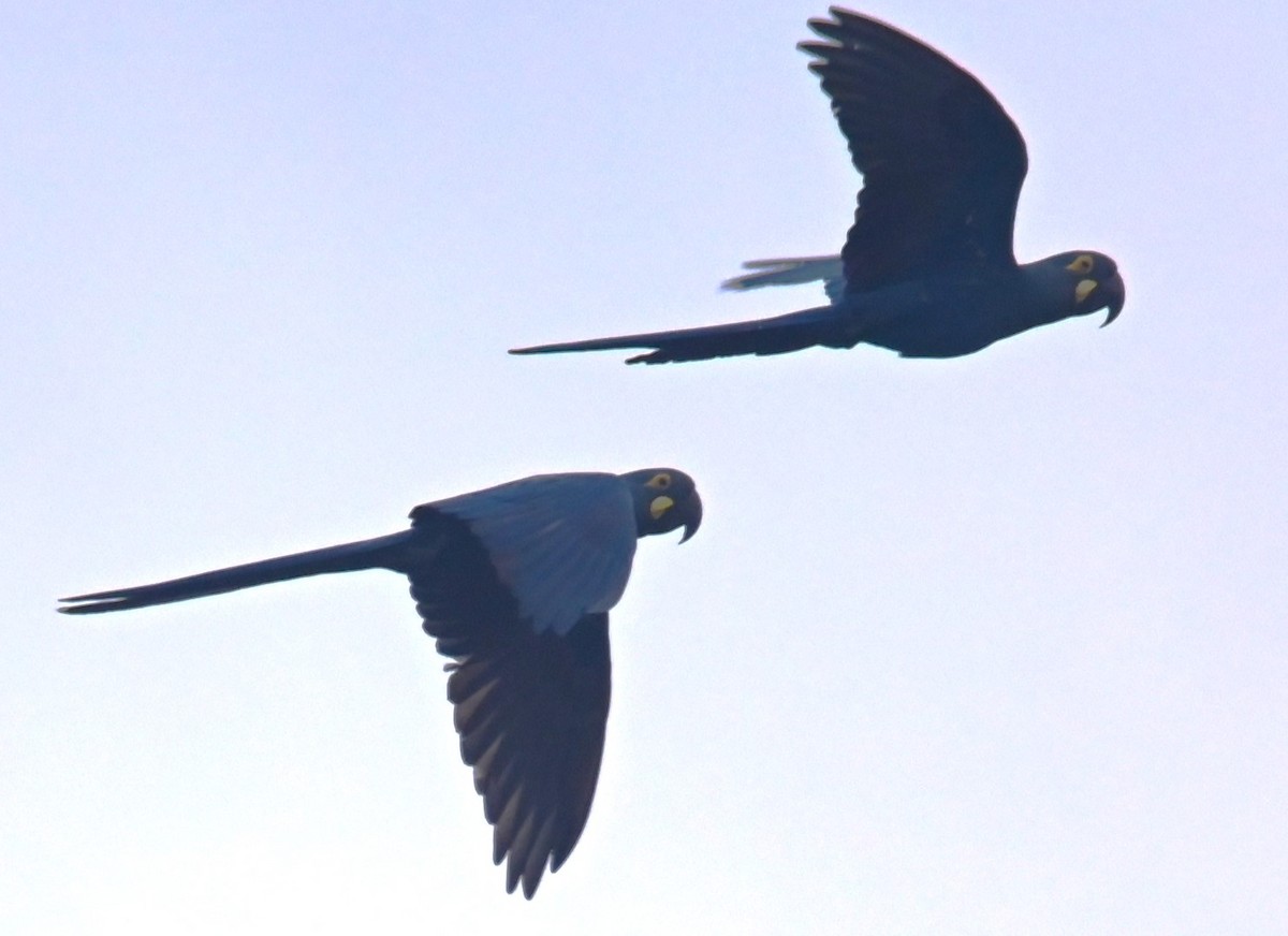 Indigo Macaw - Carol Thompson