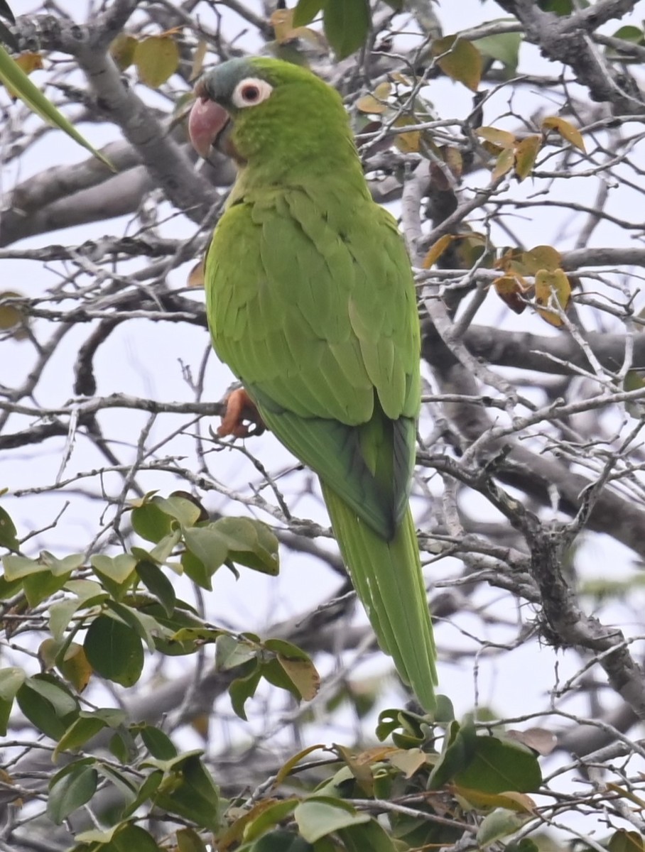 Blue-crowned Parakeet - ML624029100