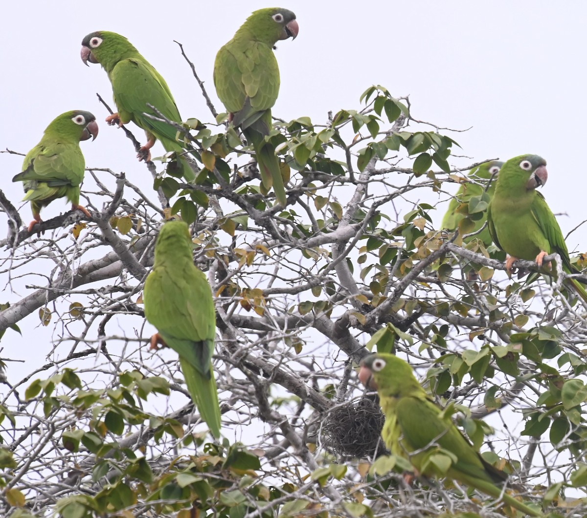 Blue-crowned Parakeet - ML624029102