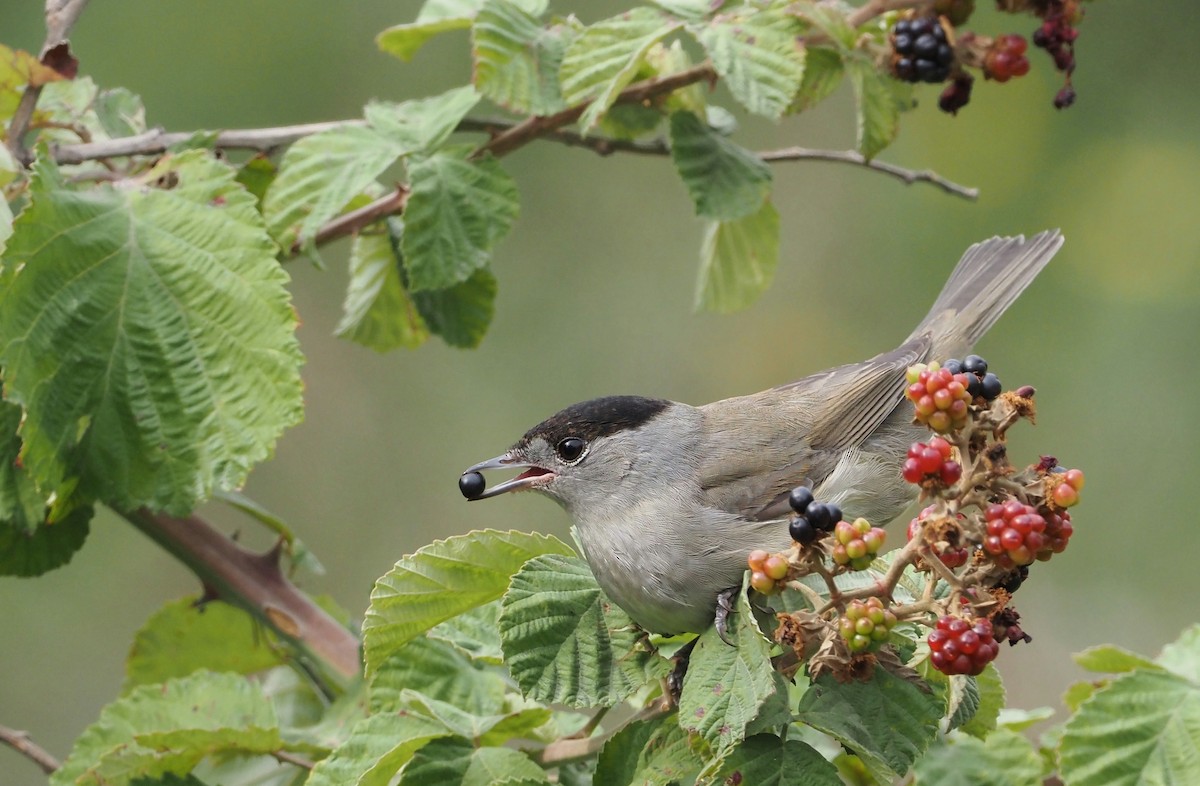 Eurasian Blackcap - ML624029104