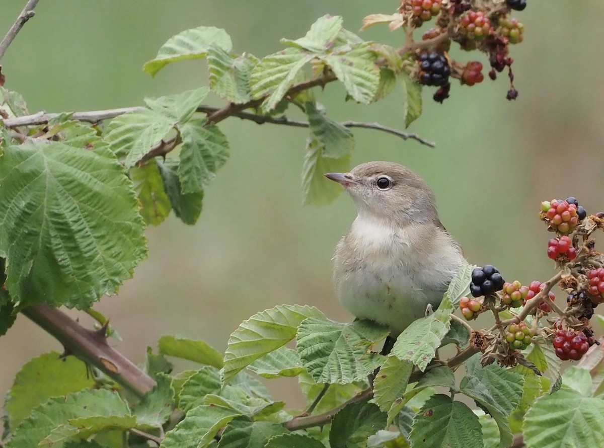 Garden Warbler - ML624029105