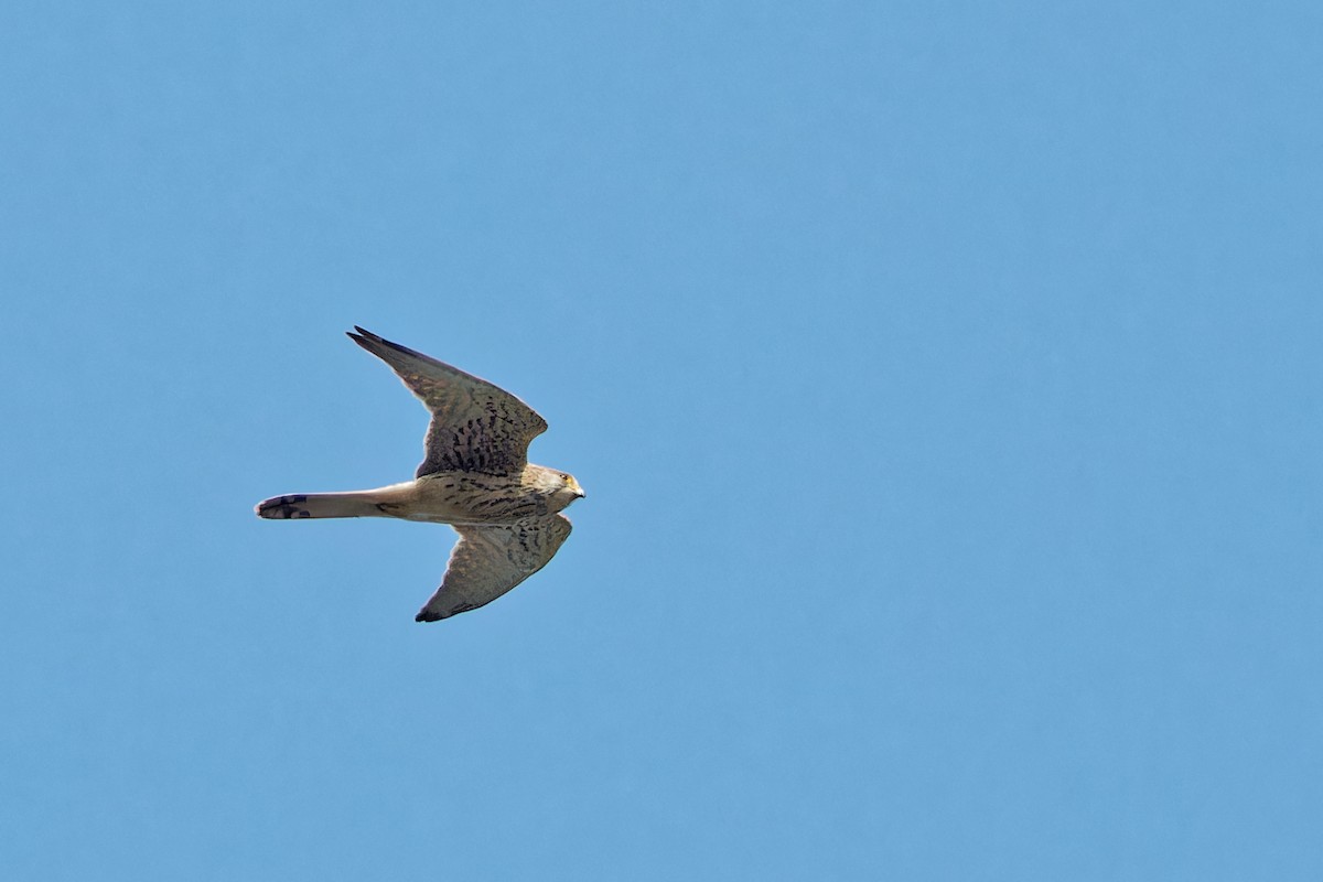 Eurasian Kestrel - ML624029106