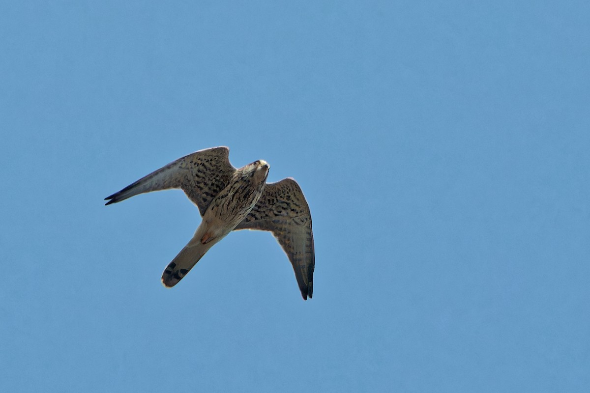 Eurasian Kestrel - ML624029107