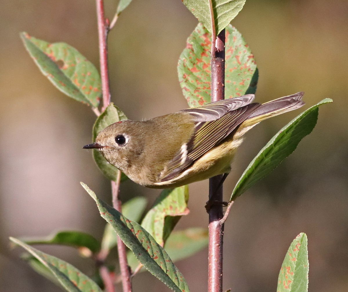 Ruby-crowned Kinglet - Bruce Kerr