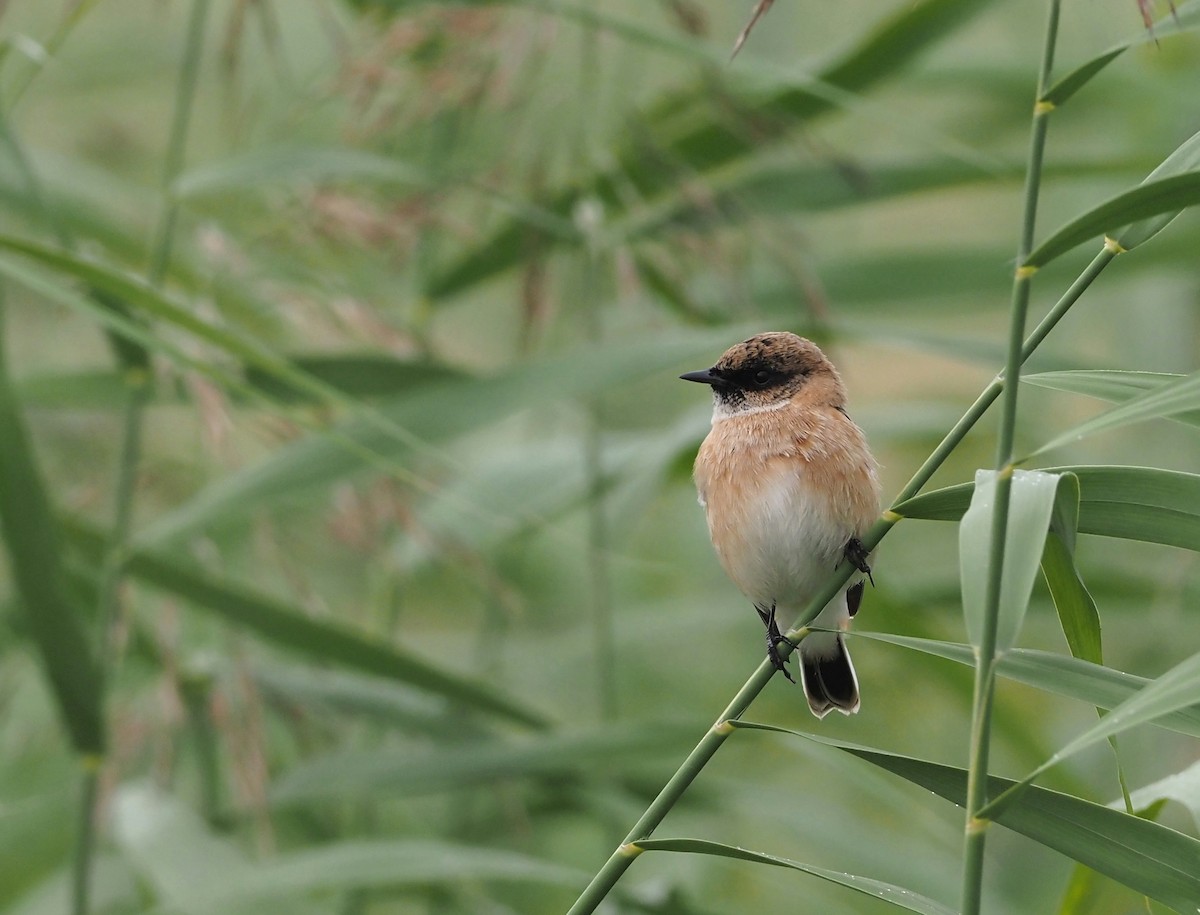 Siberian Stonechat - Asmus Schröter