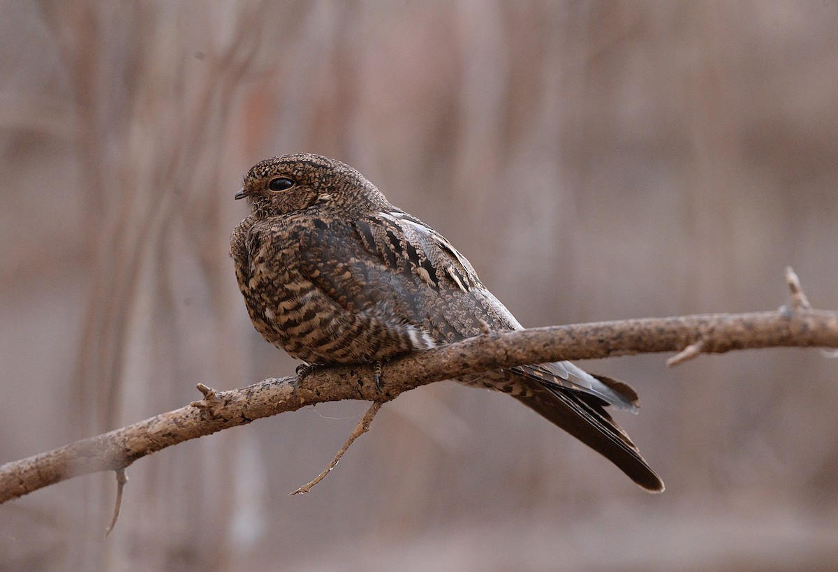 Bahian Nighthawk - ML624029114