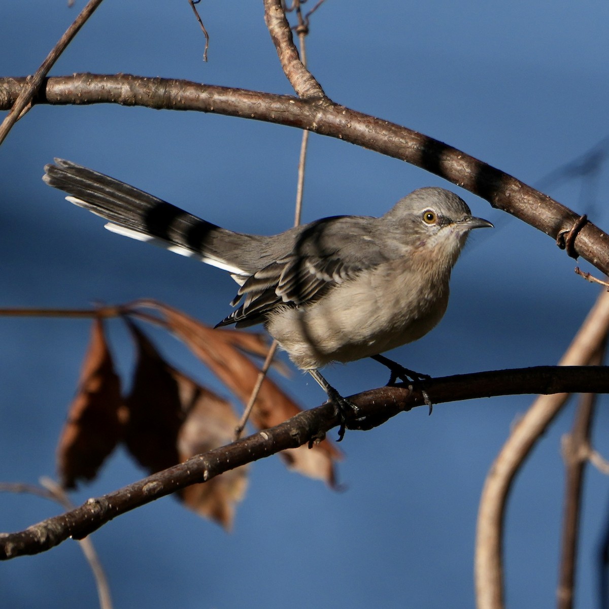 Northern Mockingbird - ML624029116