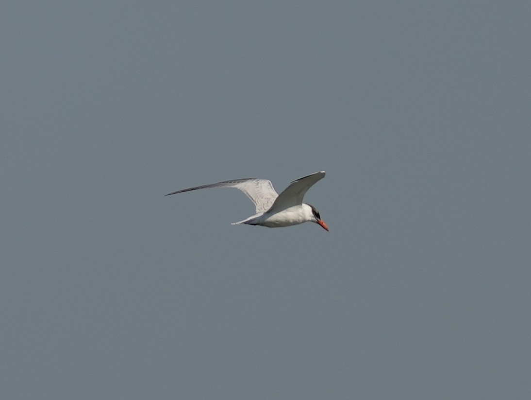 Caspian Tern - ML624029140