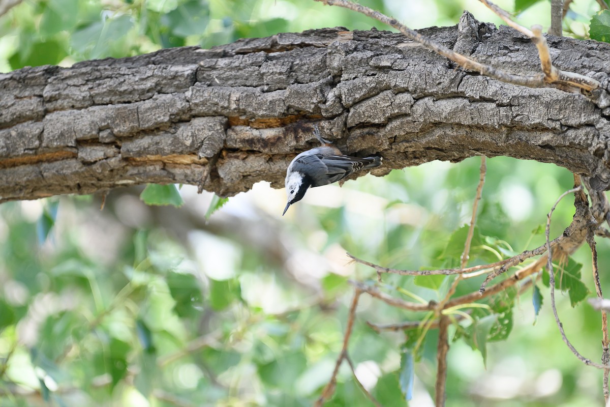 White-breasted Nuthatch - ML624029143