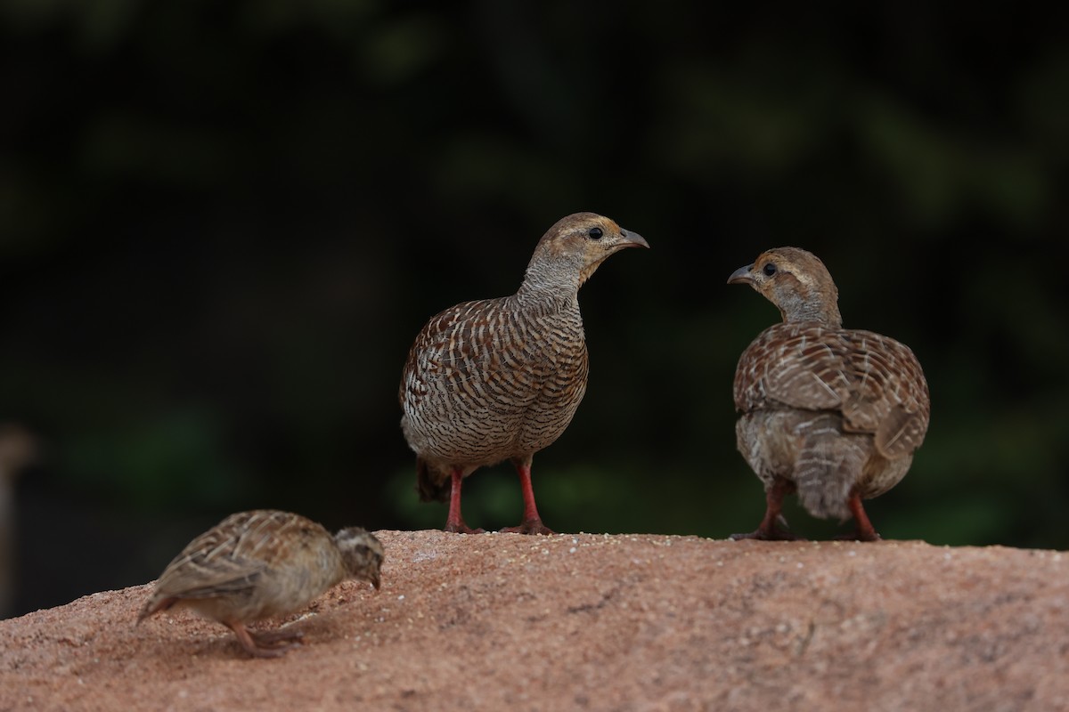 Gray Francolin - ML624029155