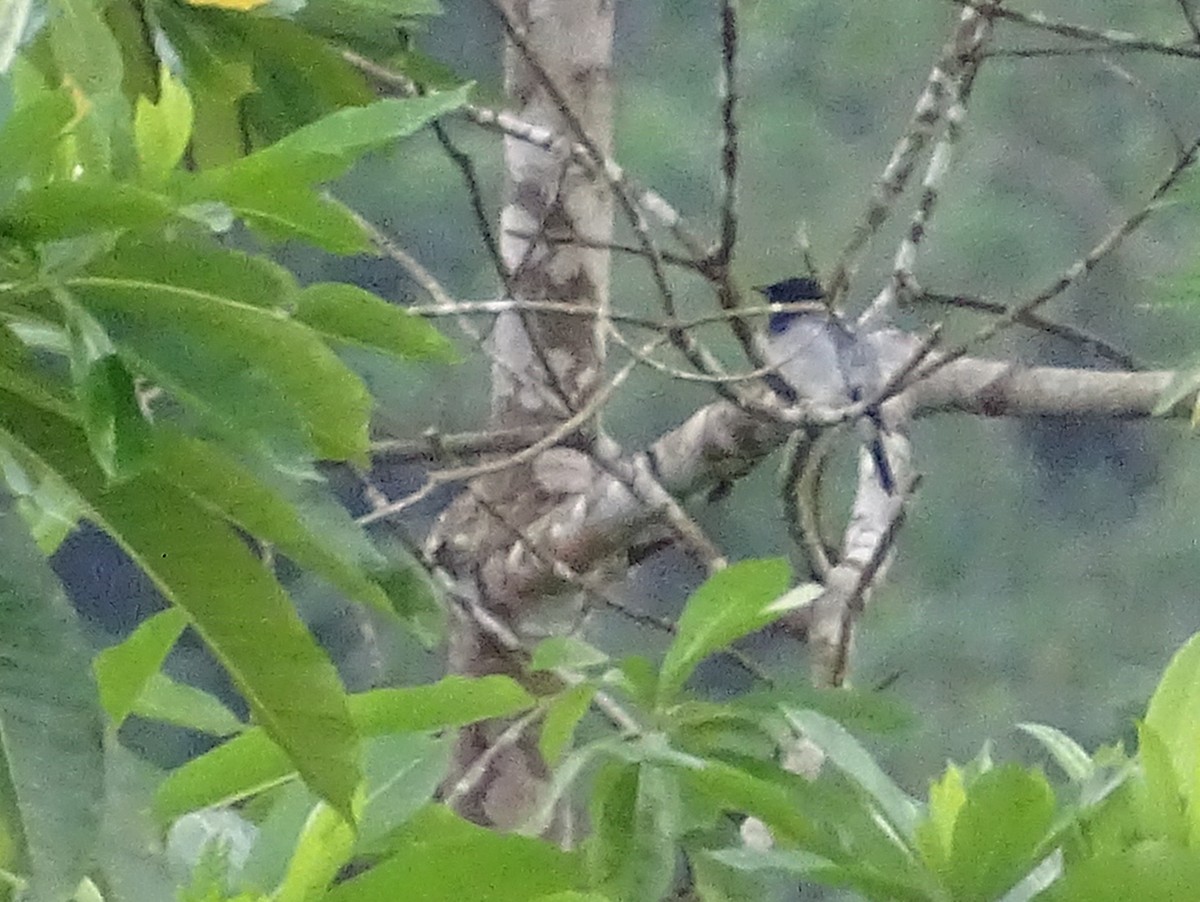 Black-headed Cuckooshrike - ML624029159