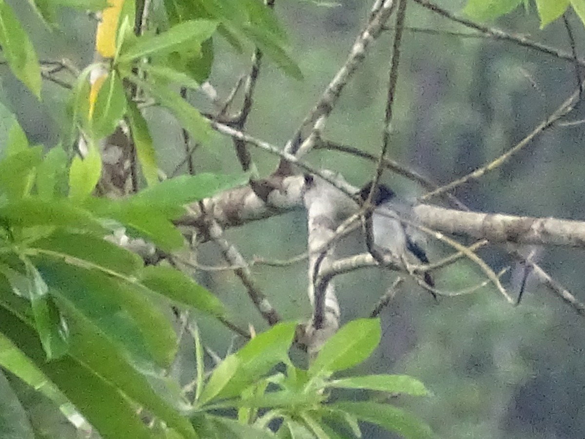 Black-headed Cuckooshrike - ML624029160