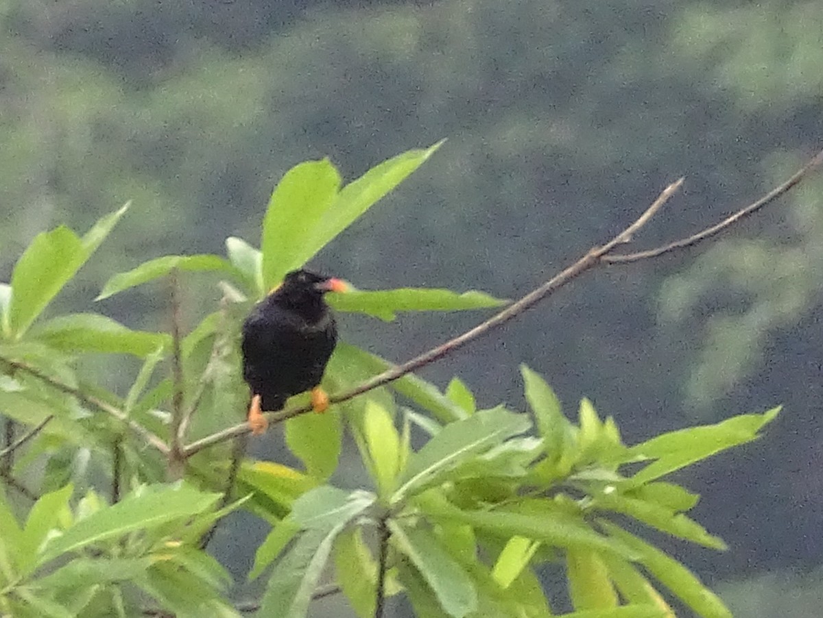 Sri Lanka Myna - ML624029174