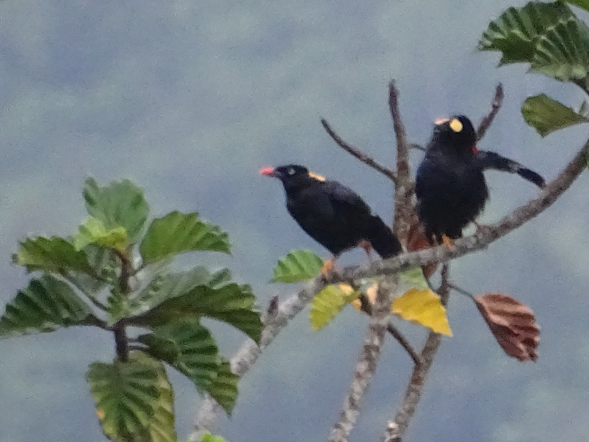 Sri Lanka Myna - ML624029175