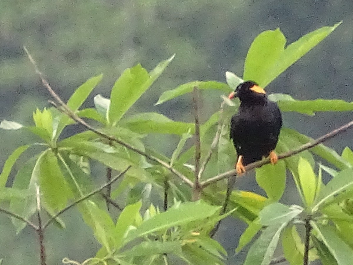 Sri Lanka Myna - ML624029176