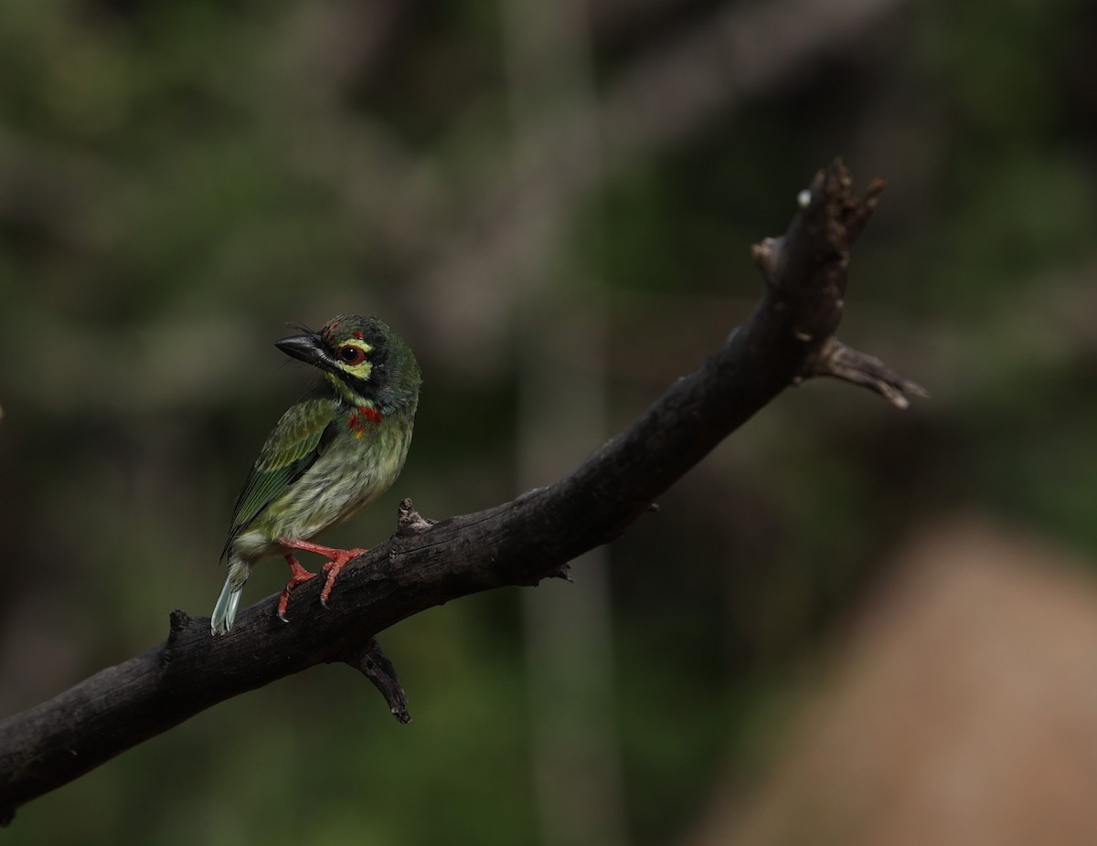 Coppersmith Barbet - ML624029185