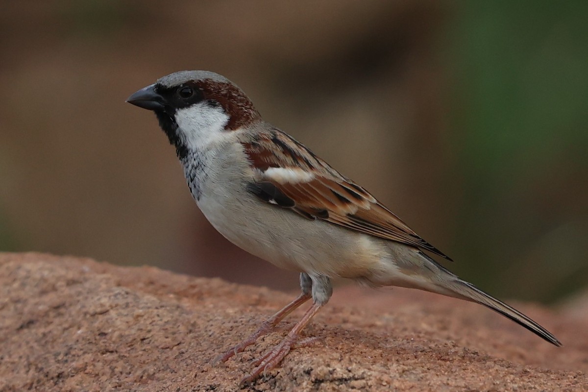 House Sparrow - ML624029227