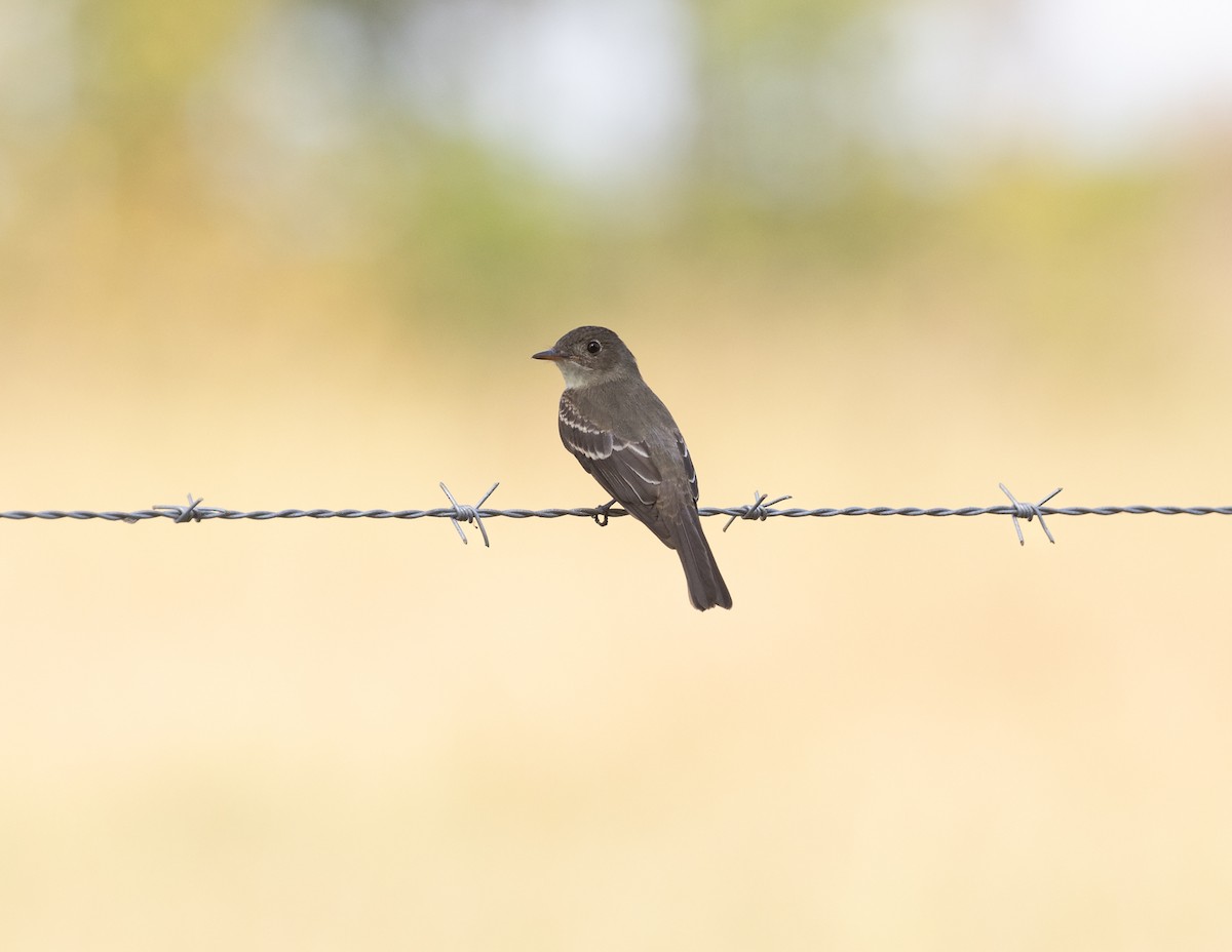 Eastern Wood-Pewee - ML624029241