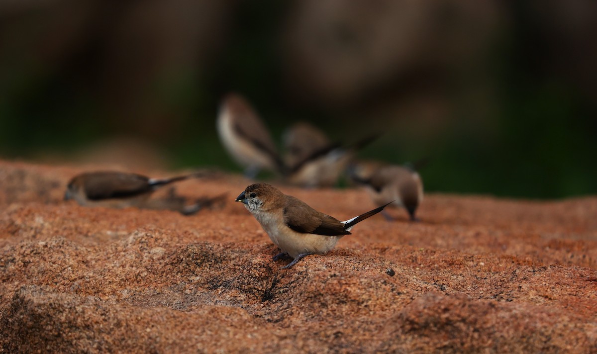 Indian Silverbill - ML624029265