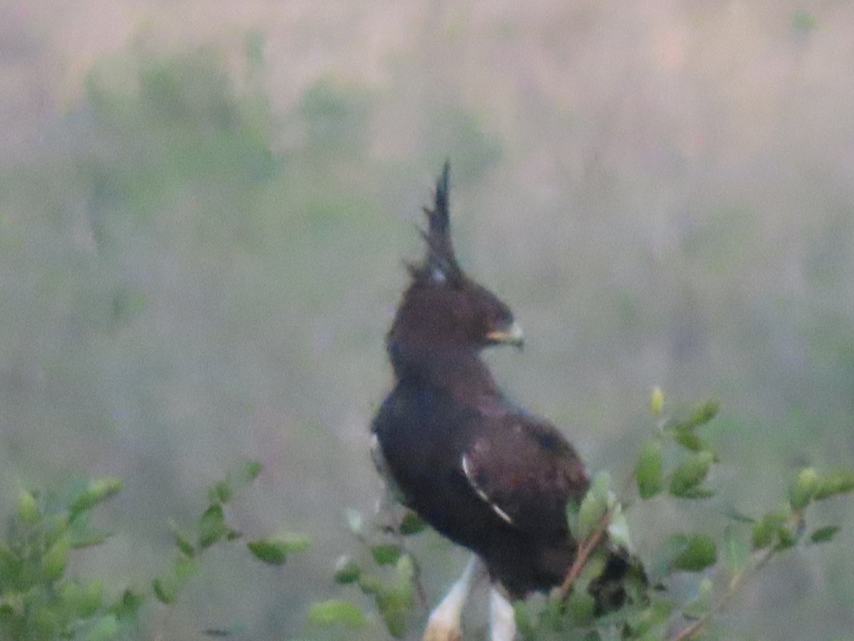 エボシクマタカ - ML624029268