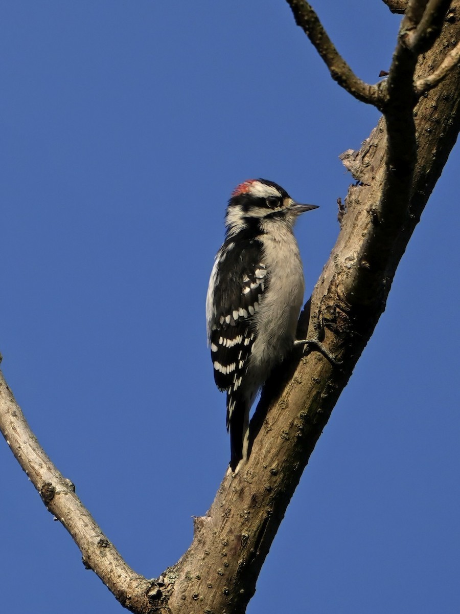 Downy Woodpecker - ML624029273