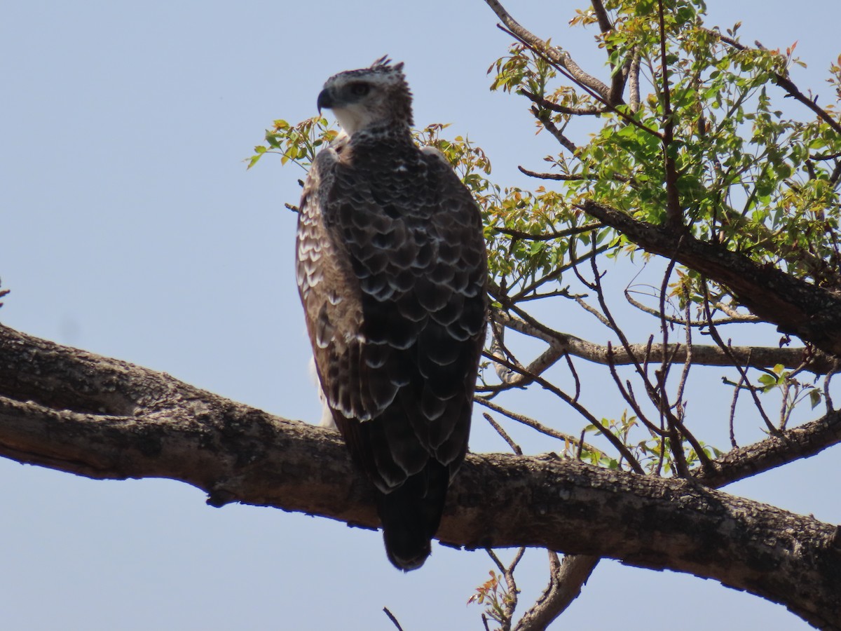 ゴマバラワシ - ML624029313